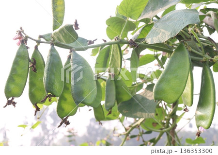 Edamame on plant in farm for harvest are cash crops 136353300
