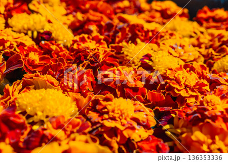 Blooming marigold flowers, calendula floral background. Wedding decor accessories, Diwali, Mexican Blooming marigold flowers, calendula floral background. Wedding decor accessories, Diwali, Mexican 136353336