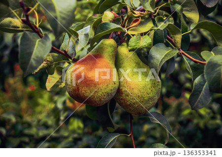 Organic homegrown pears hanging on tree in autumn garden.Natural imperfect fruit 136353341