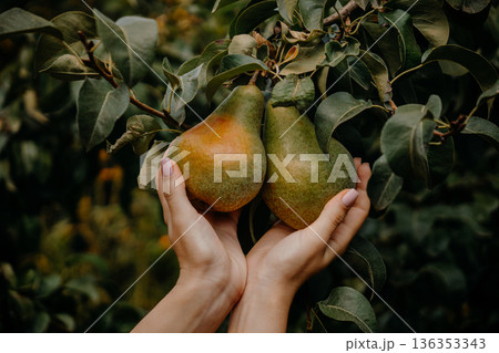 Female hands holding ripe bio pears hanging on garden home tree branch in autumn 136353343