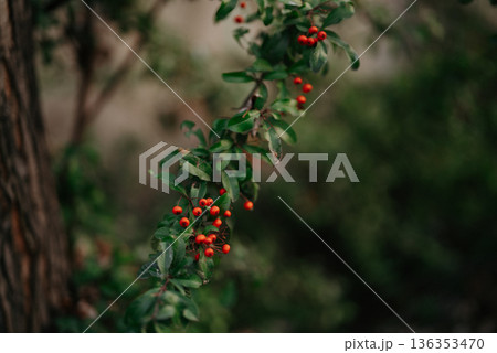 Bright Red Berries on Green Evergreen Shrub Branch in Natural Garden 136353470