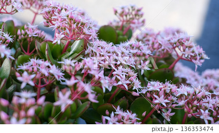 A beautiful close-up of pink Crassula flowers in full bloom, showcasing delicate star-shaped petals and green succulent leaves. 136353474