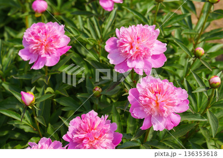 Blooming pink peony flowers in sunny garden with green leaves and natural plant background Blooming pink peony flowers in sunny garden with green leaves and natural plant background 136353618