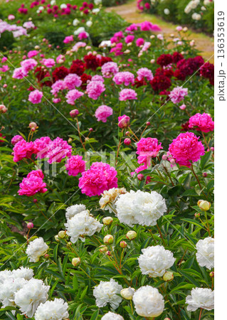 Blooming pink and white peony flowers in sunny garden with green leaves and natural plant background Blooming pink and white peony flowers in sunny garden with green leaves and natural plant background 136353619