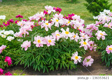 Blooming pink peony flowers in sunny garden with green leaves and natural plant background Blooming pink peony flowers in sunny garden with green leaves and natural plant background 136353621