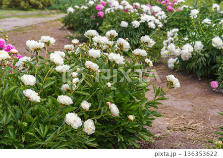Blooming white peony flowers in sunny garden with green leaves and natural plant background Blooming white peony flowers in sunny garden with green leaves and natural plant background 136353622