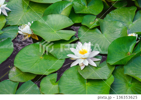 Aquatic plant, white water lily, Nymphaea alba floating on green leaves in natural pond water Aquatic plant, white water lily, Nymphaea alba floating on green leaves in natural pond water 136353625