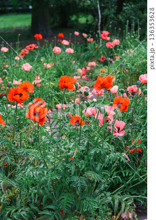 Field of bright papaver oriental, red poppy flowers blooming on green summer meadow background Field of bright papaver oriental, red poppy flowers blooming on green summer meadow background 136353628