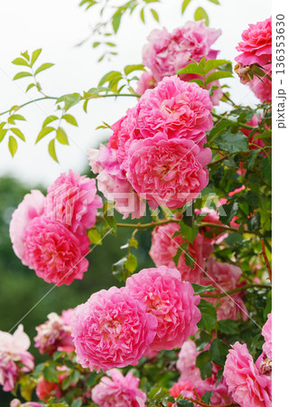 Branch of soft pink rose flowers blooming in garden with green leaves and natural background 136353630