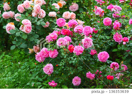 Bush of soft pink rose flowers blooming in garden with green leaves and natural background Bush of soft pink rose flowers blooming in garden with green leaves and natural background 136353639