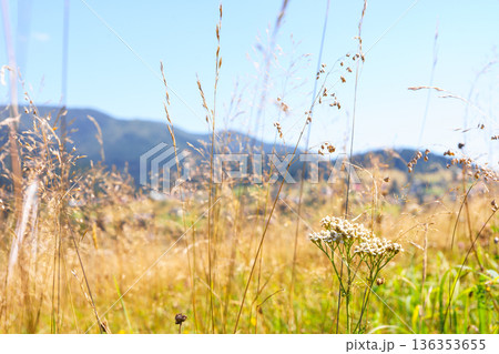Wild mountain meadow with dry grass, herb and flowers on sunny summer day, nature landscape Wild mountain meadow with dry grass, herb and flowers on sunny summer day, nature landscape 136353655