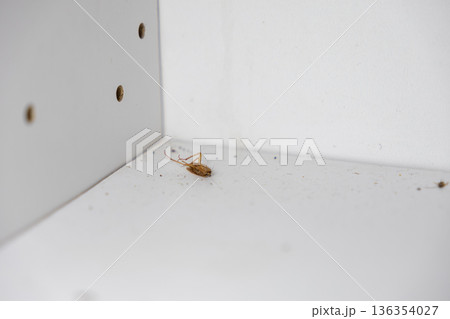 Decayed brown cockroach carcass lying upside down in a filthy, dusty white cabinet corner, symbolizing poor sanitation and urgent pest management needs 136354027