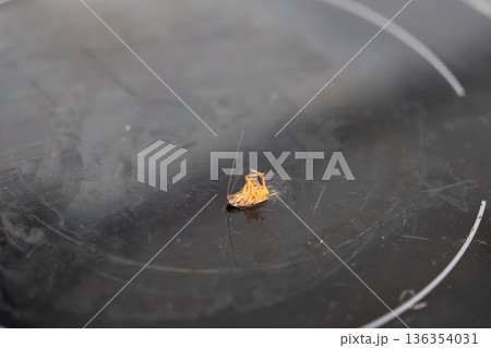 Dead cockroach lying upside down on a dirty black electric stove top, representing a severe pest control problem and poor household hygiene 136354031