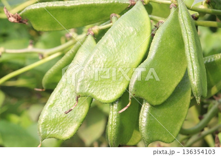 Edamame on plant in farm for harvest are cash crops 136354103