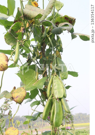 Edamame on plant in farm for harvest are cash crops 136354117
