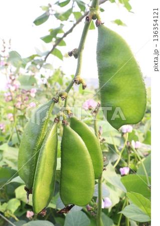 Edamame on plant in farm for harvest are cash crops Edamame on plant in farm for harvest are cash crops 136354121