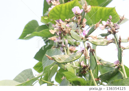 Edamame on plant in farm for harvest are cash crops Edamame on plant in farm for harvest are cash crops 136354125