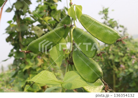 Edamame on plant in farm for harvest are cash crops 136354132