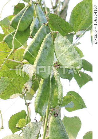 Edamame on plant in farm for harvest are cash crops Edamame on plant in farm for harvest are cash crops 136354157