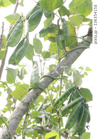 Edamame on plant in farm for harvest are cash crops Edamame on plant in farm for harvest are cash crops 136354158
