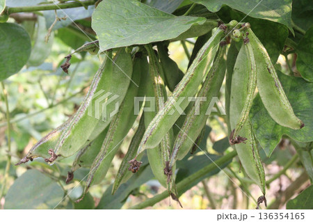 Edamame on plant in farm for harvest are cash crops Edamame on plant in farm for harvest are cash crops 136354165