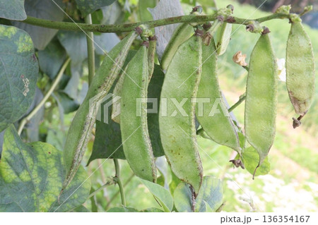Edamame on plant in farm for harvest are cash crops 136354167