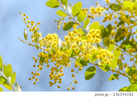 青空に映える鮮やかな黄色のミモザの花 136354192