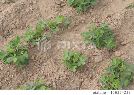 peanut tree closeup on farm are cash crops 136354232
