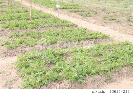 peanut tree closeup on farm are cash crops 136354235