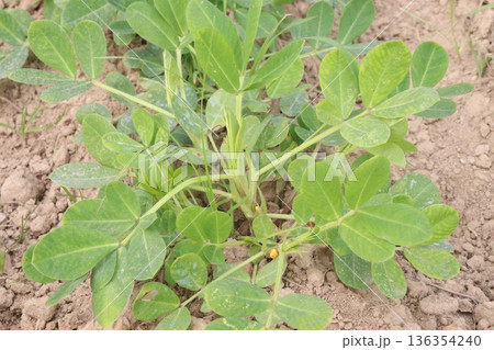peanut tree closeup on farm are cash crops peanut tree closeup on farm are cash crops 136354240