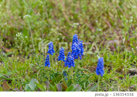 春の草地に咲く青いムスカリの花 春の草地に咲く青いムスカリの花 136354338