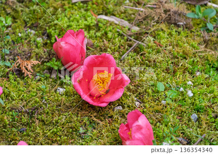 苔の上に落ちた真っ赤な椿の花 136354340