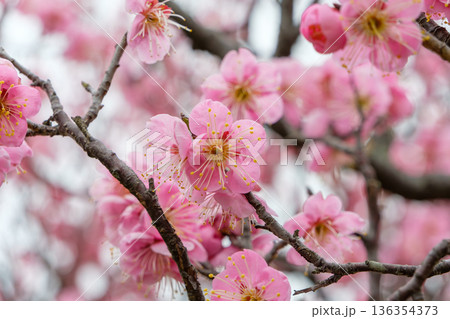 春の光を浴びて密集して咲き誇る梅の花 春の光を浴びて密集して咲き誇る梅の花 136354373