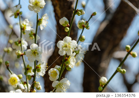 縦に伸びる枝と凛と咲く白梅の花 縦に伸びる枝と凛と咲く白梅の花 136354376