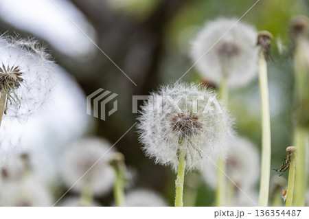 ふんわりと広がるたんぽぽの綿毛と春の光 136354487