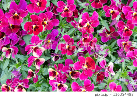 鮮やかなピンク色のビオラが密集して咲く花壇 136354488