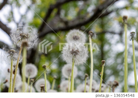 春の空に向かって伸びるタンポポの綿毛 136354548