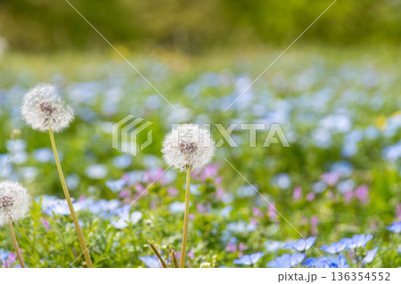 タンポポの綿毛とネモフィラが広がる春の花畑 タンポポの綿毛とネモフィラが広がる春の花畑 136354552