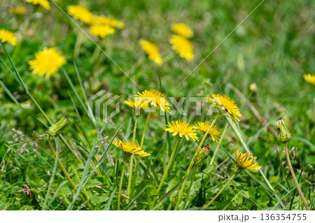 春の陽光を浴びて咲く鮮やかなタンポポ 136354755