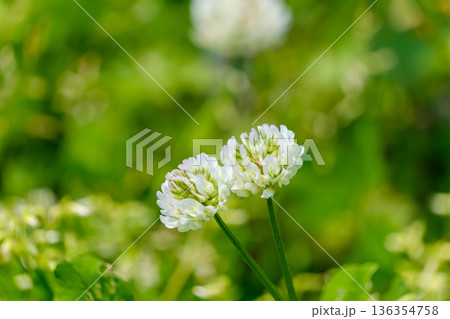 緑の中で寄り添い咲く白いシロツメクサ 136354758
