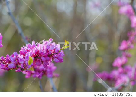 枝いっぱいに濃いピンクの花を咲かせるハナズオウ 枝いっぱいに濃いピンクの花を咲かせるハナズオウ 136354759