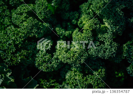 Abstract green leafy images from an angle on a surface and details of green leafy vegetables. Abstract green leafy images from an angle on a surface and details of green leafy vegetables. 136354787