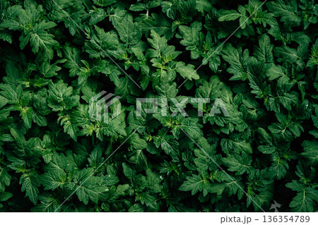 Abstract green leafy images from an angle on a surface and details of green leafy vegetables. Abstract green leafy images from an angle on a surface and details of green leafy vegetables. 136354789