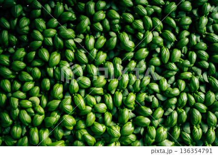 Abstract green leafy images from an angle on a surface and details of green leafy vegetables. 136354791