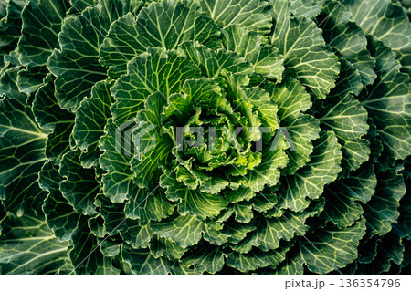 Abstract green leafy images from an angle on a surface and details of green leafy vegetables. 136354796
