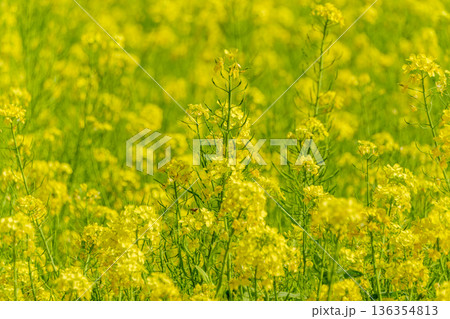 一面を黄色く染める満開の菜の花畑 136354813