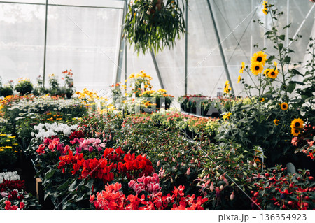 Interior view of a modern greenhouse nursery filled with colorful seasonal flowers. 136354923