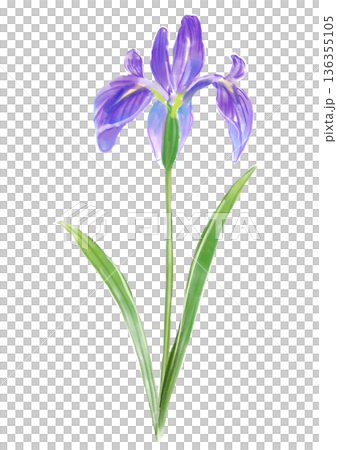 手繪水彩插畫，描繪了盛開的鳶尾花。 136355105