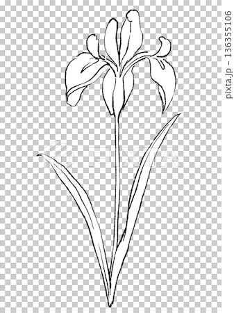 手繪線條畫，描繪盛開的鳶尾花 136355106