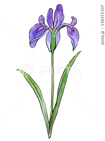 咲き誇るのカキツバタの花の手描きの線画と水彩イラスト 136355107